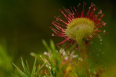 3101_M-Achterberg_Zonnedauw_1051571_St_2025