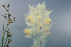 3201_M-Achterberg_Ratelaar_1051837_2024