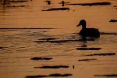 32_Presentatie_M.Achterberg_2026-38