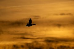 33_Presentatie_M.Achterberg_2026-39