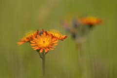 3401_M-Achterberg_Havikskruid_1051887_2025