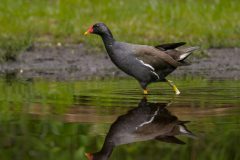 3501_M-Achterberg_Waterhoen_1054376_2024