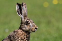 35_Presentatie_M.Achterberg_2026-40