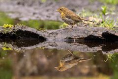 3601_M-Achterberg_1054545_Roodborstje_2025