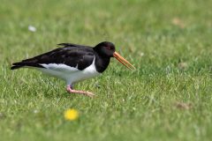 36_Presentatie_M.Achterberg_2026-41