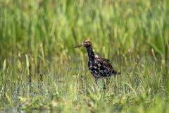 37_Presentatie_M.Achterberg_2026-42