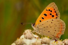 3801_M-Achterberg_1060662_Kleine-vuurvlinder_2025