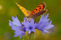 3901_M-Achterberg_1060667_Kleine-vuurvlinder_FL_