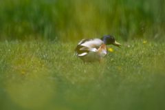 39_Presentatie_M.Achterberg_2026-44