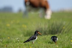 40_Presentatie_M.Achterberg_2026-45