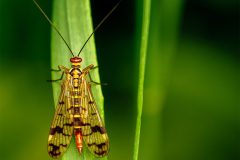 4101_M-Achterberg_1060679_Schoroioenvlieg_2025