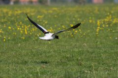 45_Presentatie_M.Achterberg_2026-49