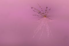 4601_M-Achterberg_Druppel-Reflectie_1065301_2025