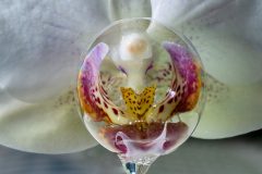 4901_M-Achterberg_Orchidee_1066379_2025