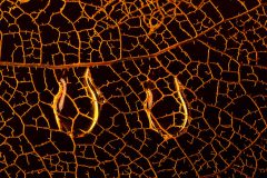 5101_M-Achterberg_Two-drops_1065880_2025_
