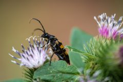 53_Presentatie_M.Achterberg_2026-51