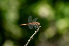 54_Presentatie_M.Achterberg_2026-52