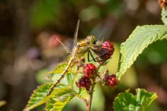 55_Presentatie_M.Achterberg_2026-53