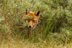 IMG_1251kopie