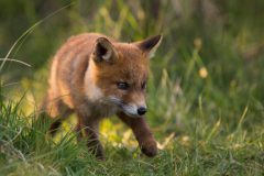 IMG_2278kopie