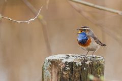 IMG_2364kopie