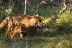IMG_2372kopie