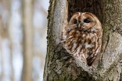 IMG_2522kopie