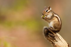 IMG_4688kopie