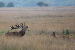 IMG_5526kopie