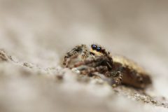 IMG_5835kopie
