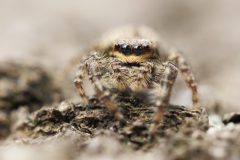 IMG_6189kopie