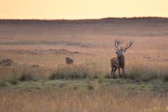IMG_6212kopie