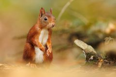IMG_8200kopie