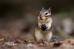IMG_8528kopie