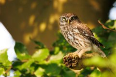 IMG_8669kopie