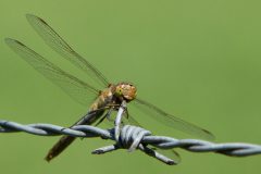 Dragonfly on barbwire