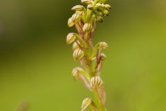 Eenzame Orchidee