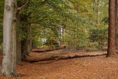 Herfstbeeld