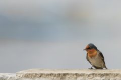 04-pacific-swallow