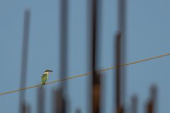 06-collared-kingfisher