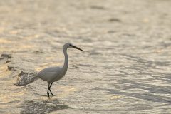 07-chinese-egret