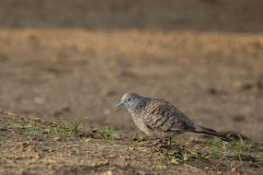 10-Zebra-dove
