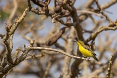 11-oliveback-sunbird