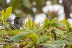 13-Asian-glossy-starling