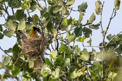 15b-Black-naped-oriole