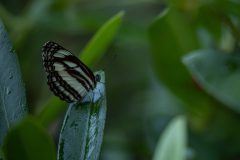 40a