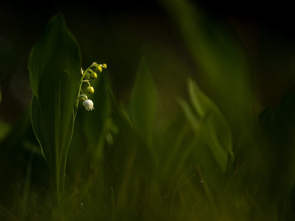 Juli 2025 – Lente – Willy van Lanen