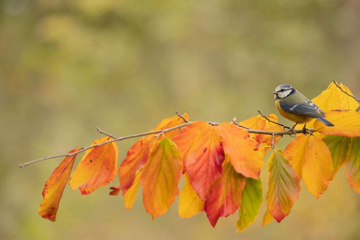 Januari 2026 – Herfst – Willy van Lanen